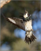 flying acorn woodpecker